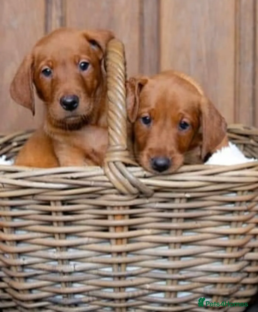 Labrador Retriever dogs for sale: Exceptional Quality KC Fox Red Labrador puppies - Advert 2