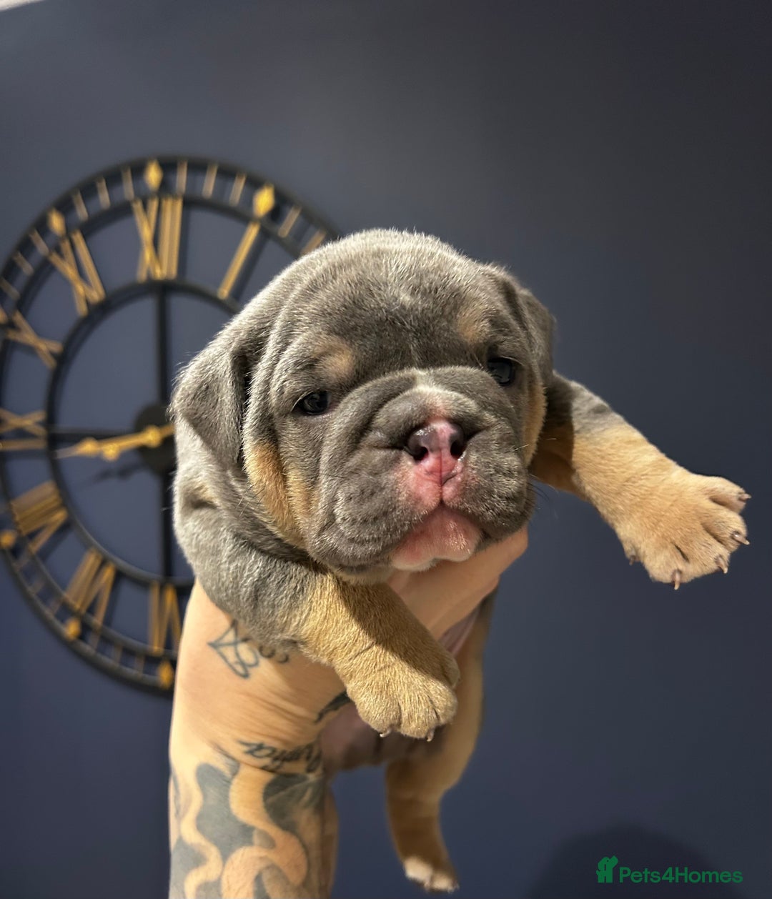 Mixed Breed dogs for sale: English bulldogs  - Advert 11