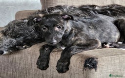 Deerhound dogs for sale: Stunning deerhound pups - Image 10