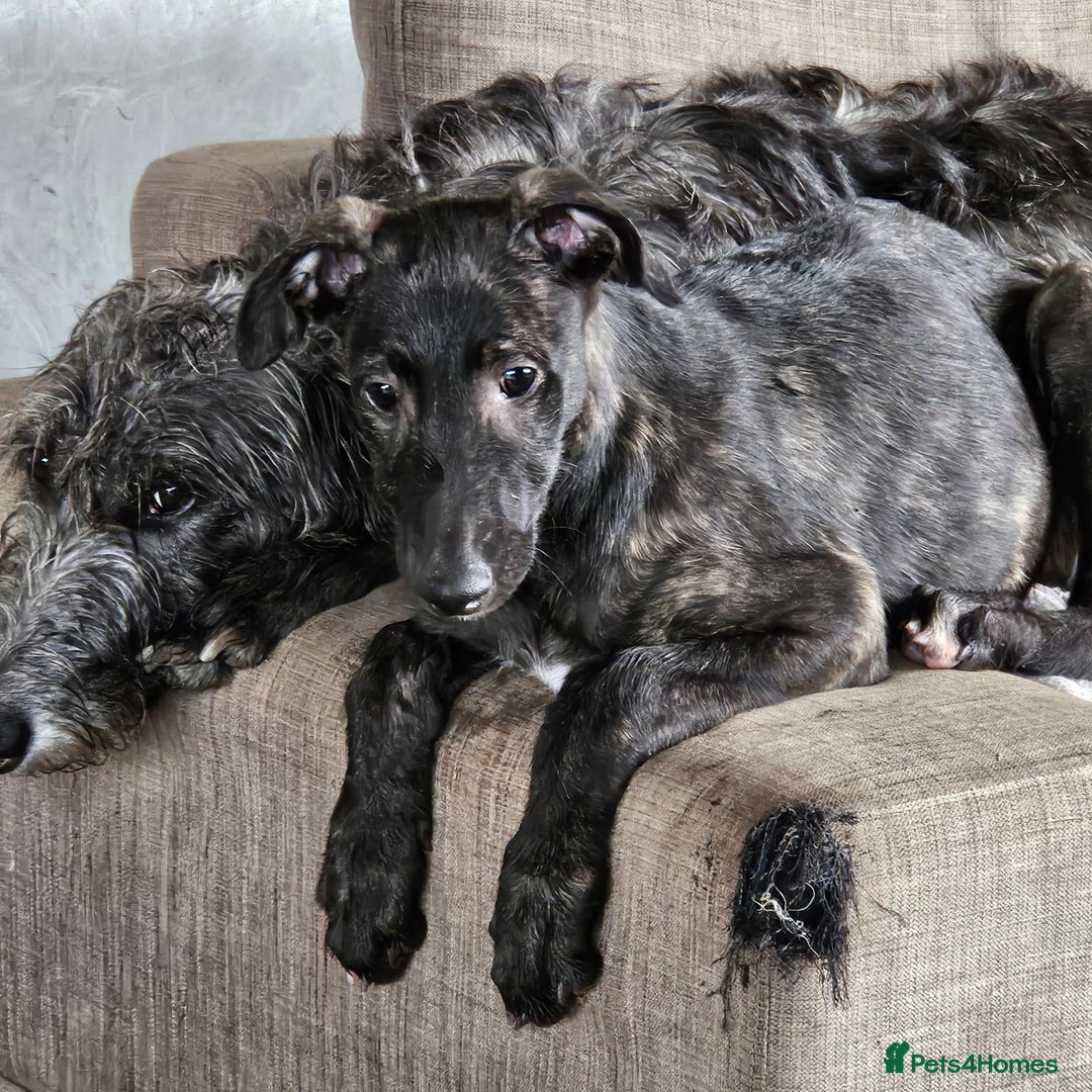 Deerhound dogs for sale: Stunning deerhound pups - Image 10
