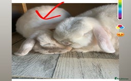 Mini Lop rabbits for sale: Male mini lop  - Image 8