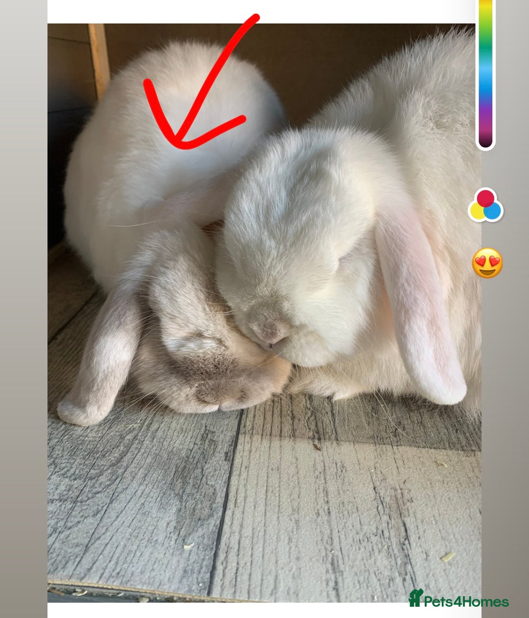 Mini Lop rabbits for sale: Male mini lop  - Image 8