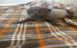 Russian Blue cats for sale: PureBred Female Russian Blue kitten  - Image 3