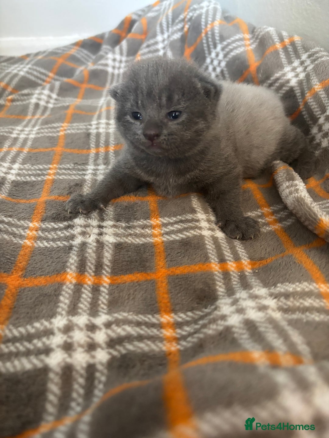 Russian Blue cats for sale: PureBred Female Russian Blue kitten  - Image 3
