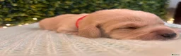 Labrador Retriever dogs for sale: Health-Tested Labrador Pups | 5-Star Breeder - Advert 27