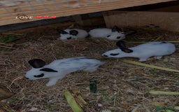 English Spot rabbits for sale: Baby English spot rabbits  - Image 4