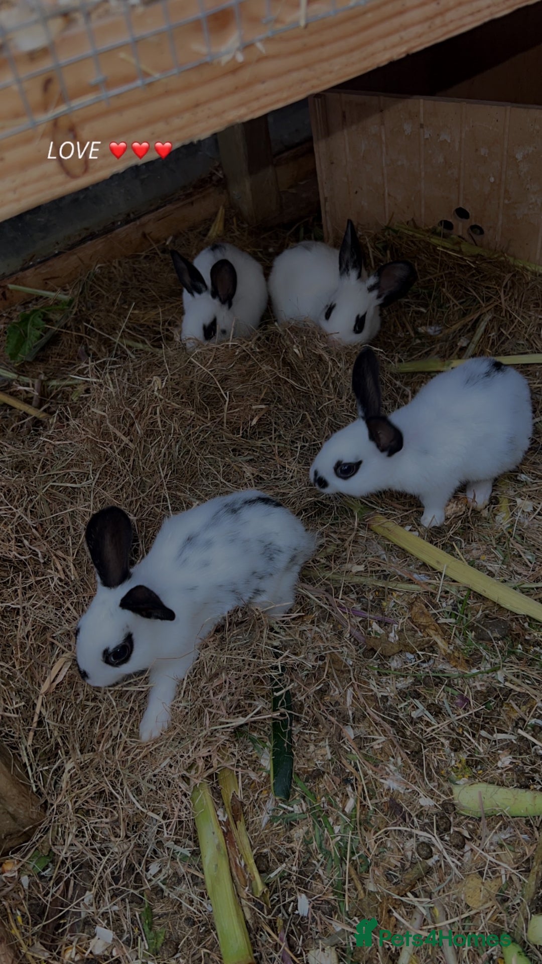 English Spot rabbits for sale: Baby English spot rabbits  - Image 4