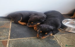 Rottweiler dogs for sale: Chunky Rottweiler Puppies  - Image 33
