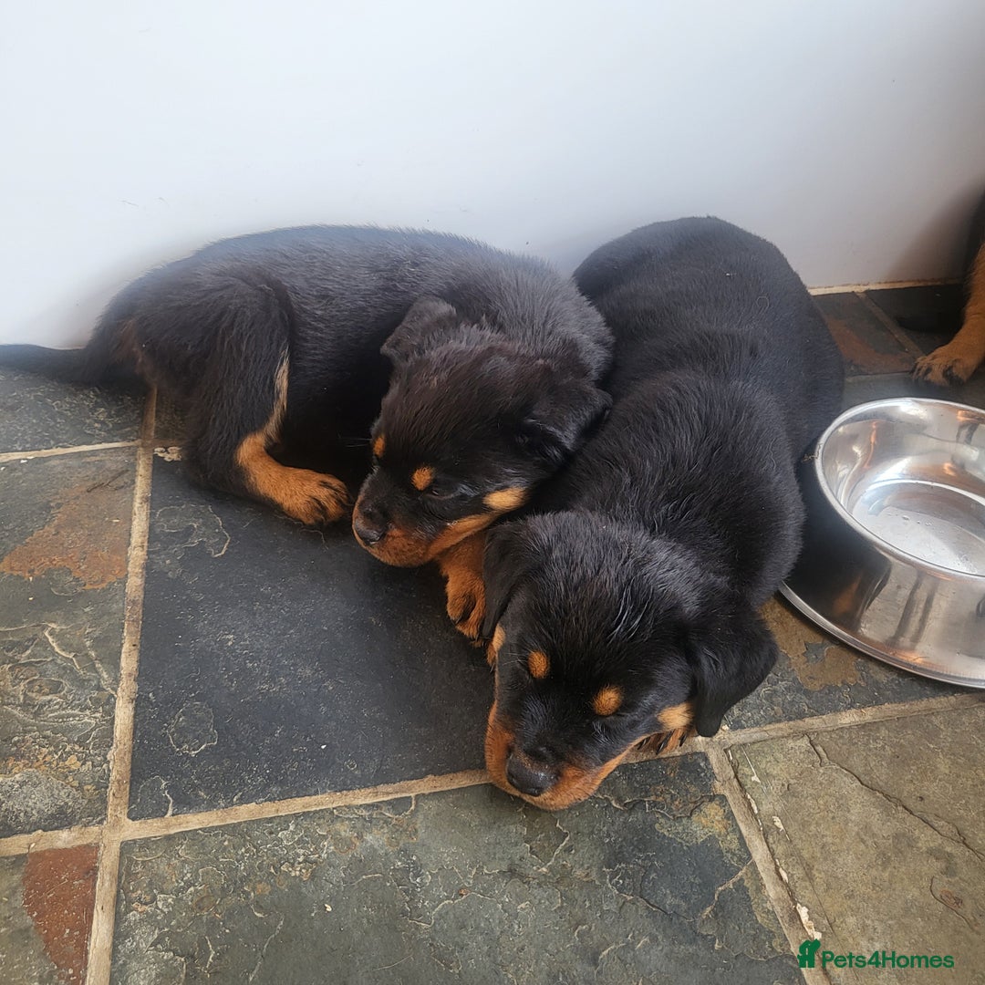Rottweiler dogs for sale: Chunky Rottweiler Puppies  - Image 33