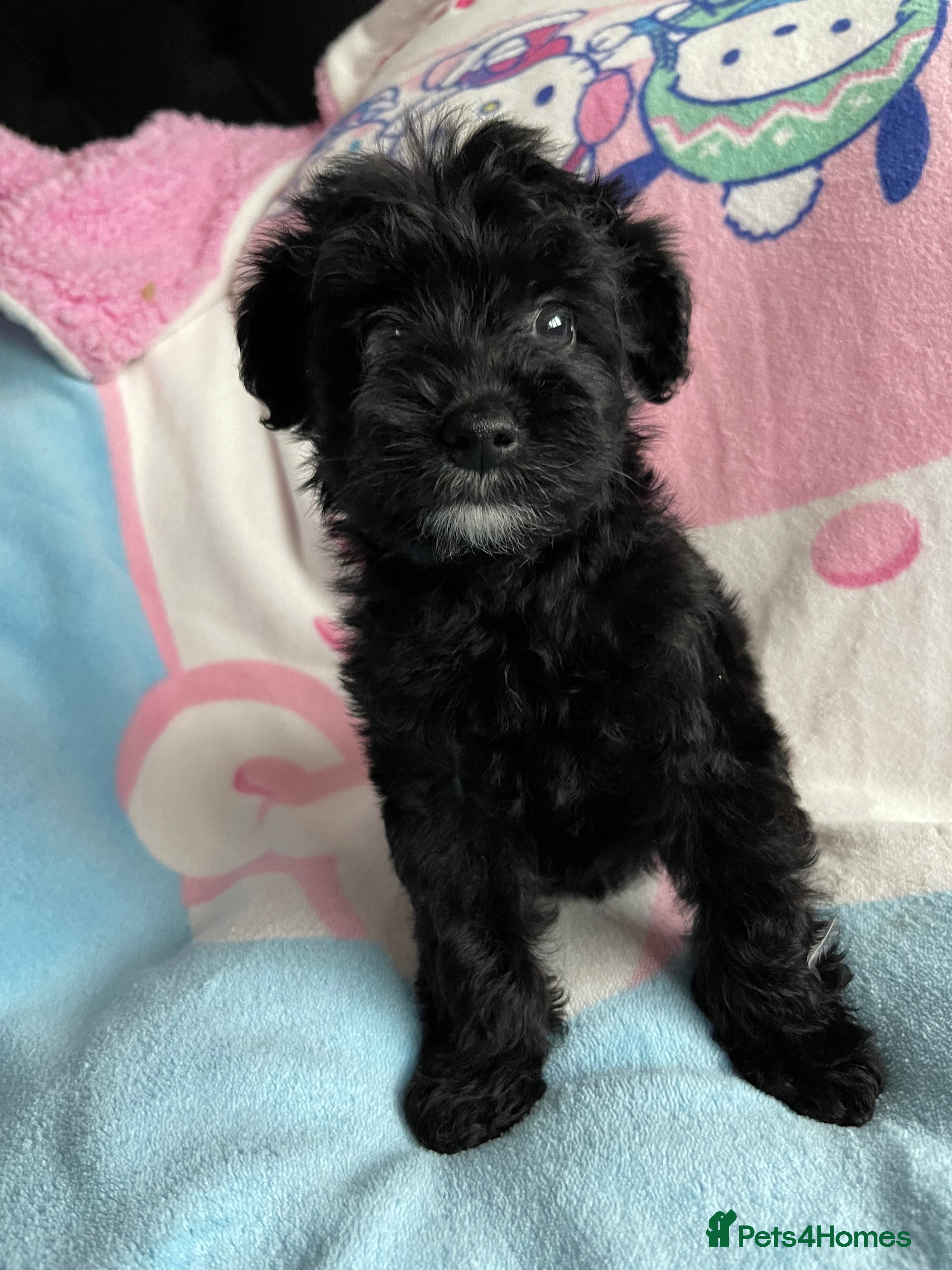 Yorkshire Terrier dogs Yorkshire terriers biewer  - Advert 16