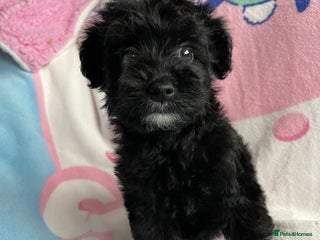 Yorkshire Terrier dogs Yorkshire terriers biewer - Advert 16