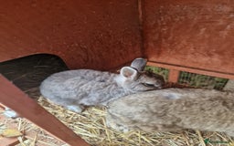 Netherland Dwarf rabbits for sale: 2 male Netherland dwarf rabbits - Image 2