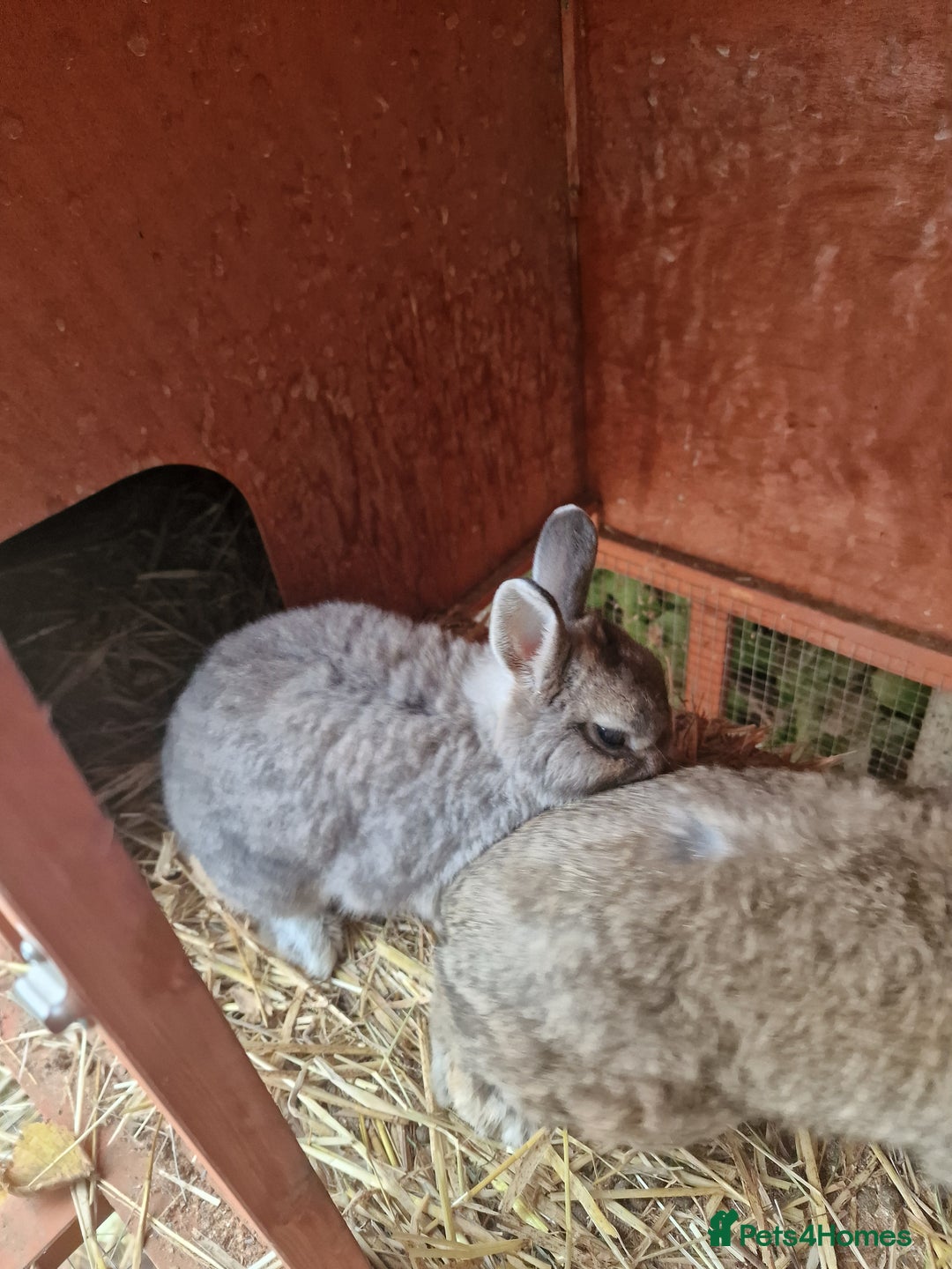 Netherland Dwarf rabbits for sale: 2 male Netherland dwarf rabbits - Image 2
