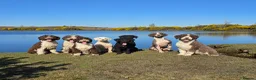 Spanish Water Dog dogs for sale: Spanish Water Dog Puppies  - Advert 9
