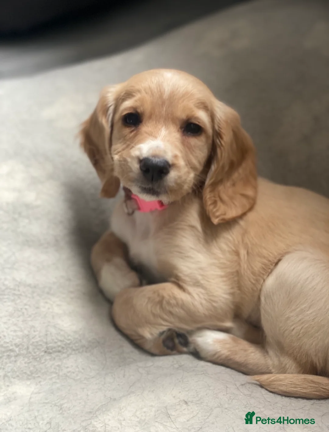 Cocker Spaniel dogs for sale: 11 month old female lemon cocker spaniel - Advert 2