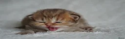 Munchkin cats for sale: Beautiful Golden Chocolate kittens - Advert 5