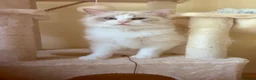 Ragdoll cats for sale: Pure-pedigree male Ragdoll for sale - Advert 6