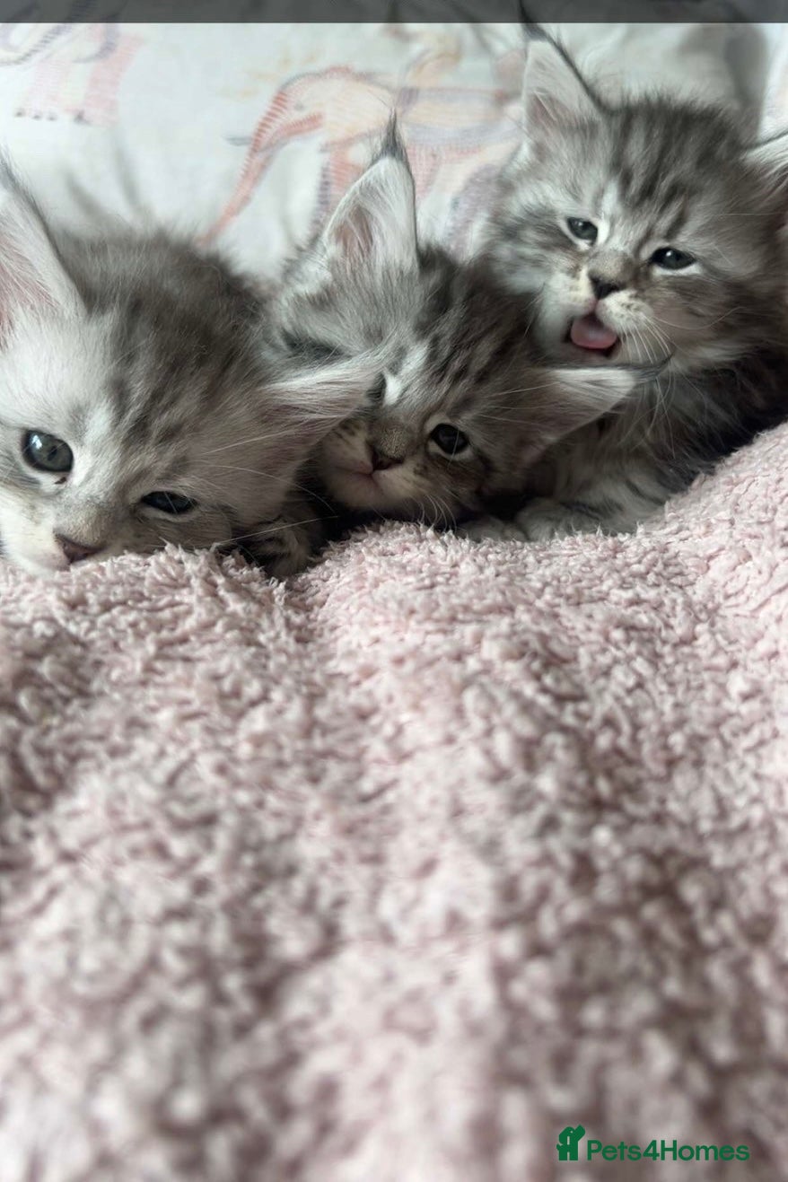 Maine Coon cats Stunning Silver Tabby Maine Coon Females - Advert 18
