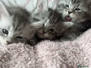 Maine Coon cats Stunning Silver Tabby Maine Coon Females - Advert 5