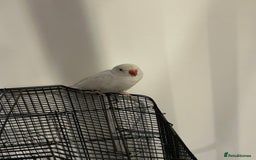 Budgerigars birds for sale: Pair of Indian Ringneck Parrots- White & Yellow - Image 3