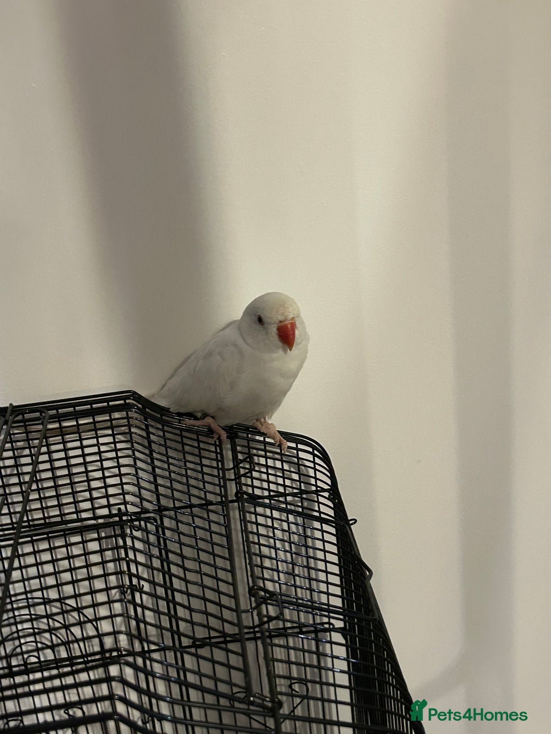 Budgerigars birds for sale: Pair of Indian Ringneck Parrots- White & Yellow - Image 3