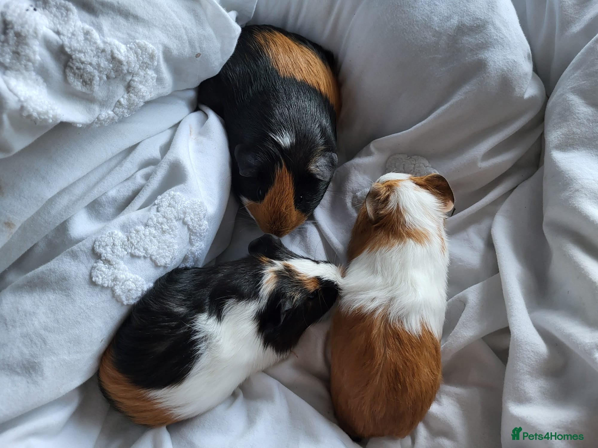 Guinea Pig rodents FeMale Guinea pigs for sale  - Advert 13