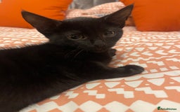 Bombay cats for sale: Black kitten - Advert 2