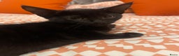 Bombay cats for sale: Black kitten - Advert 2