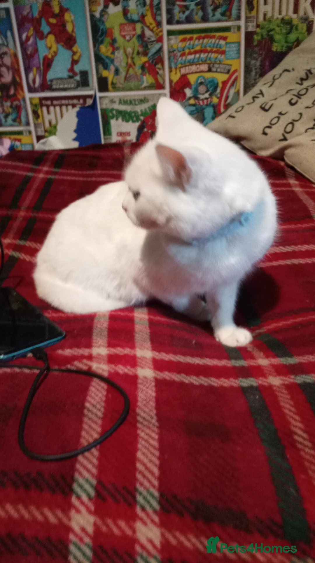 Mixed Breed cats for sale: White female cat  in Rowley Regis - Advert 2