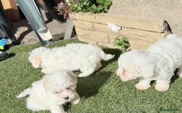 Maltese dogs for sale: Puppies Maltese  - Image 13