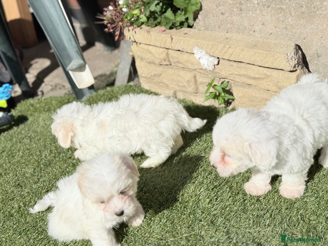 Maltese dogs for sale: Puppies Maltese  - Image 13