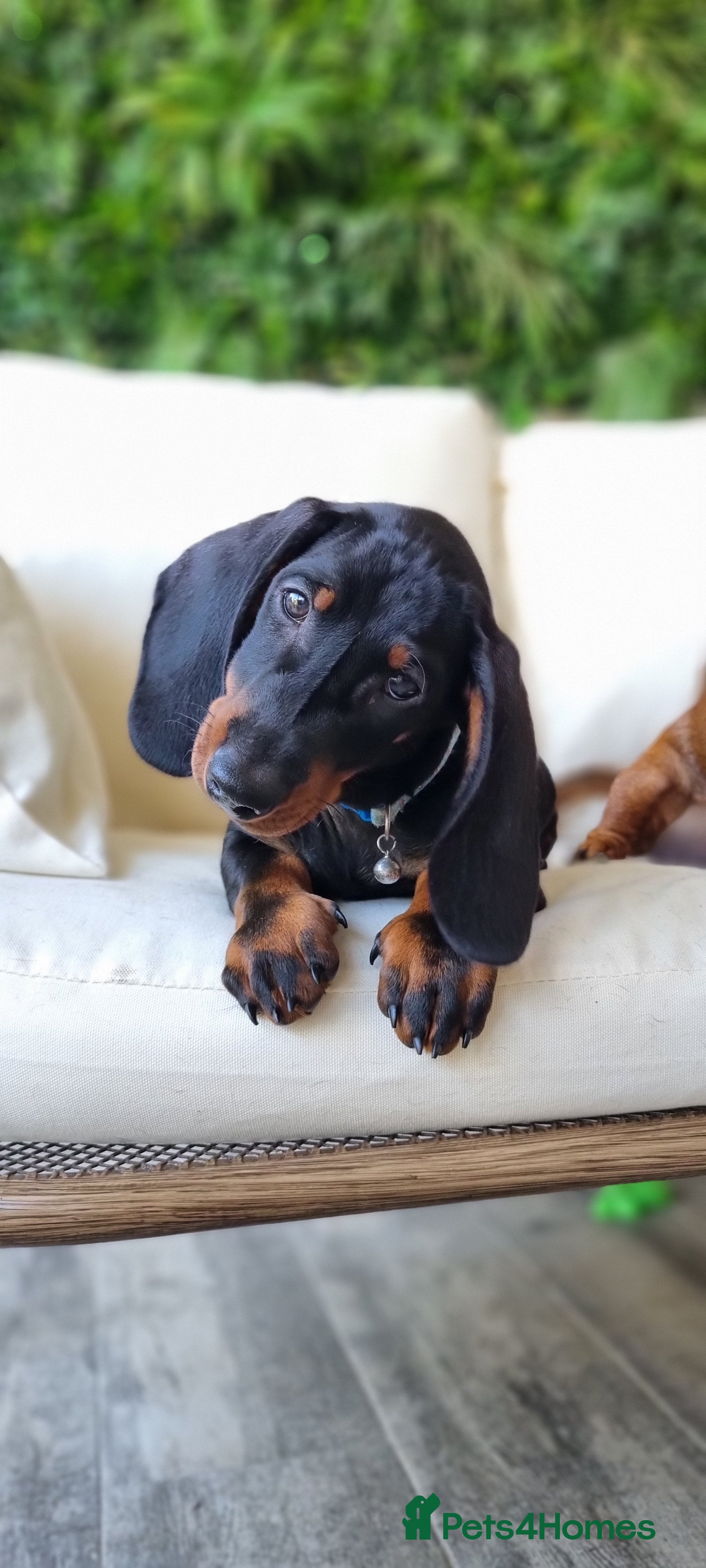 Dachshund dogs Adorable standard dachshunds with pedigree FCI - Advert 5