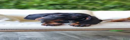 Dachshund dogs for sale: Adorable standard dachshunds with pedigree FCI - Advert 2