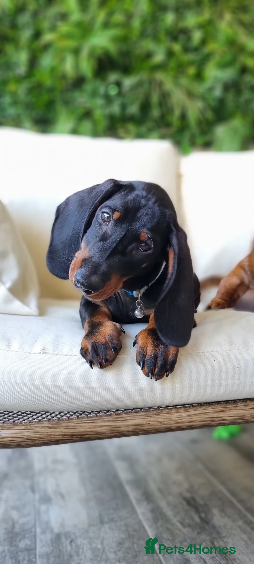 Dachshund dogs for sale: Adorable standard dachshunds with pedigree FCI - Advert 2