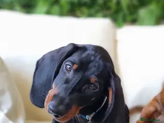 Dachshund dogs Adorable standard dachshunds with pedigree FCI - Advert 1