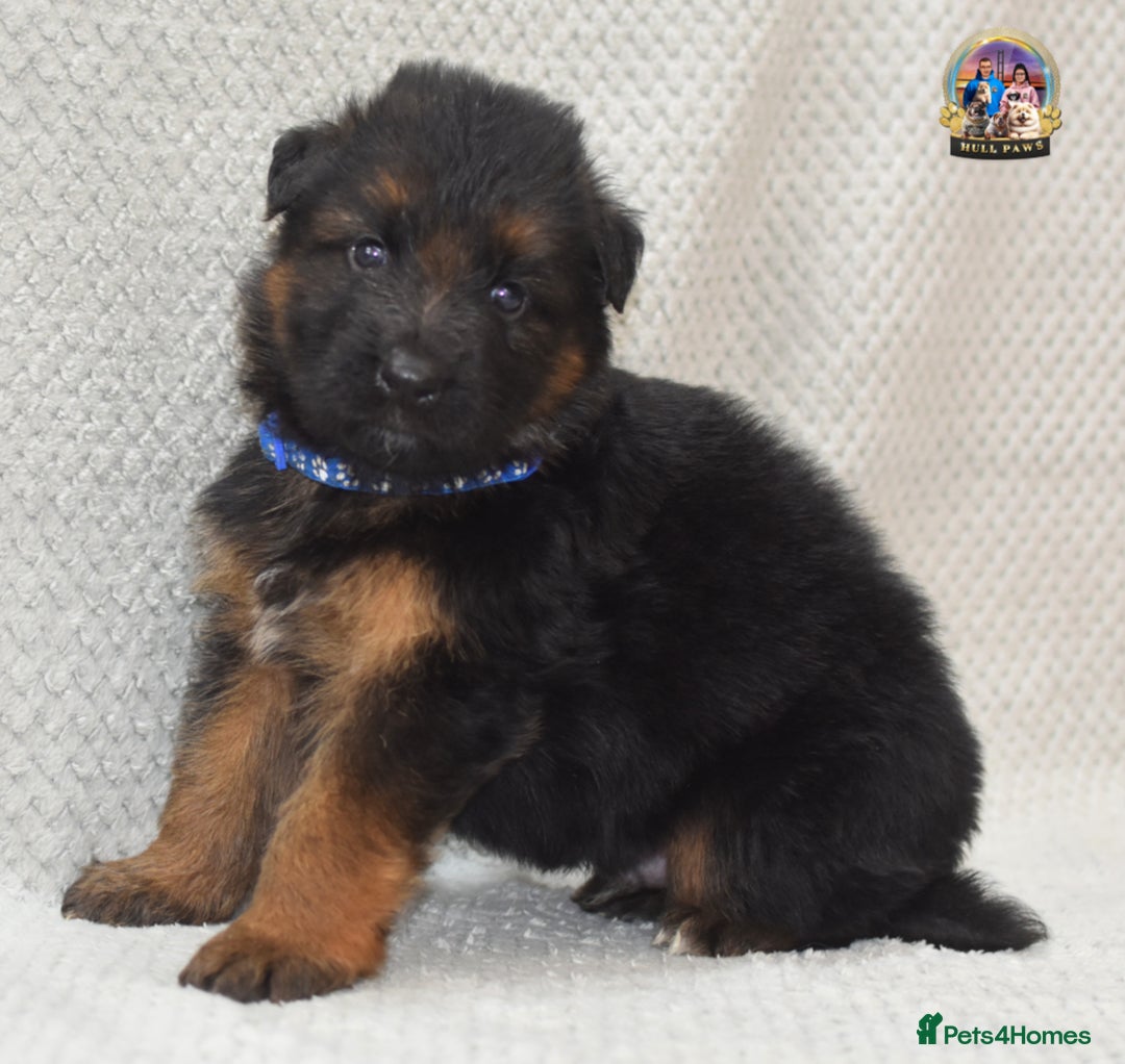 German Shepherd dogs for sale: Germand Shepherd puppies - Image 12