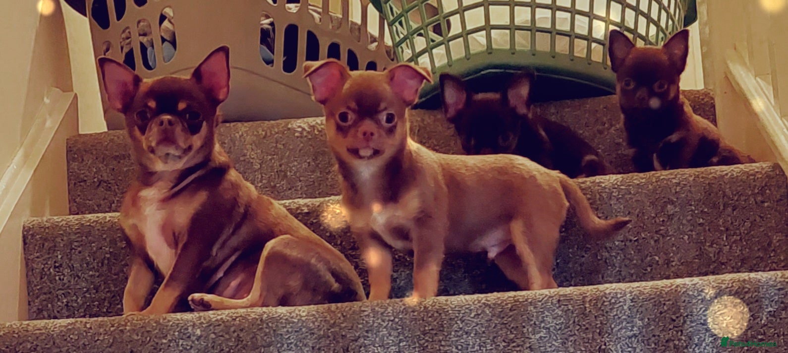 Chihuahua dogs Stunning Chihuahua boy - Advert 2