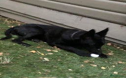 Belgian Shepherd Dog dogs for sale: Belgian malinois female puppy - Image 5