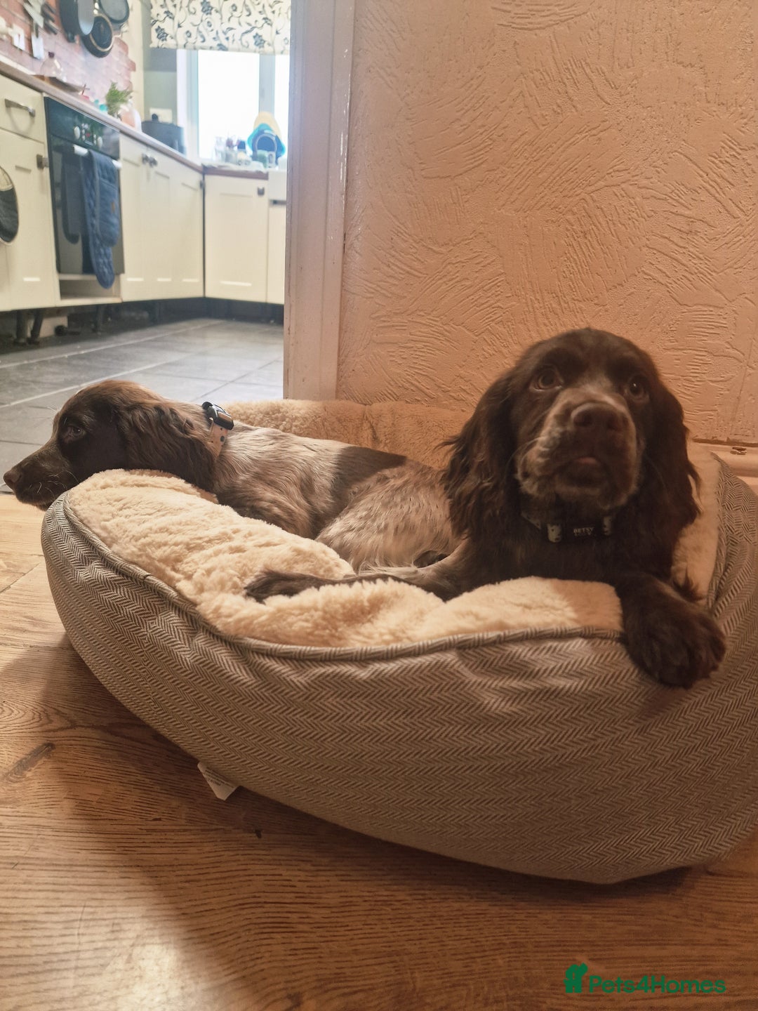 Cocker Spaniel dogs for sale: Working Cocker spaniel  - Image 5