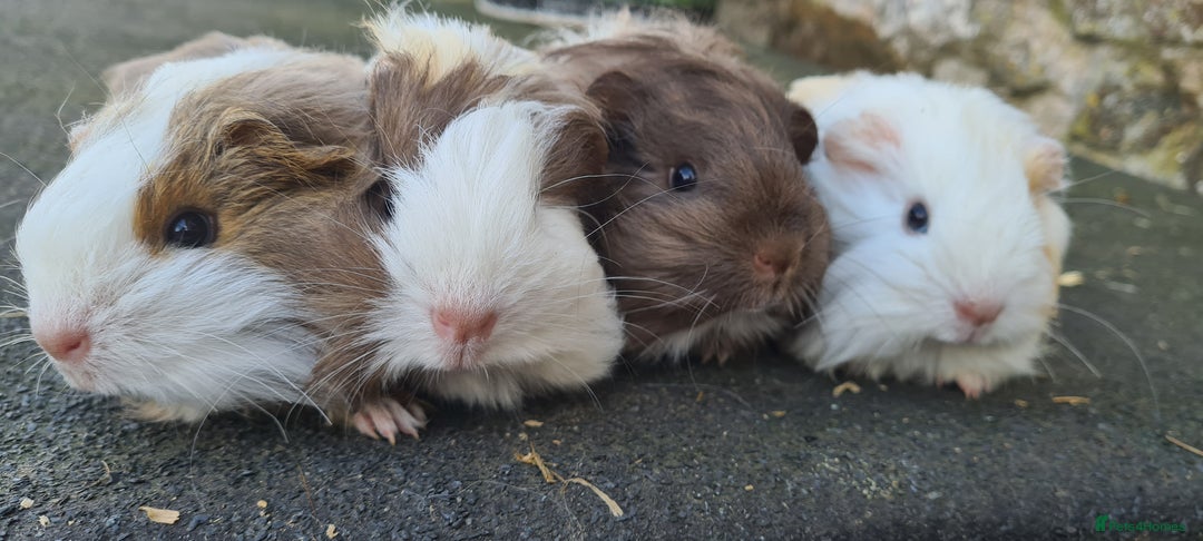 Guinea Pig rodents for sale: Pure Sheltie Male guinea pigs  - Image 3