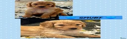 Cockapoo dogs for sale: Health Tested F1b Cockapoo Puppies - Advert 12