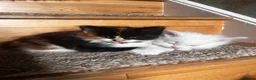 Turkish Angora cats for sale: Turkish Angora Playful Kittens - Advert 24