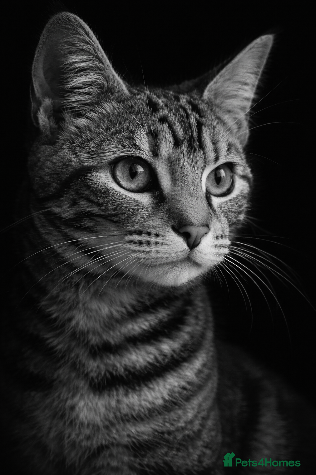 Mixed Breed cats for sale: Delilah - Maine Coon Cross  - Advert 3