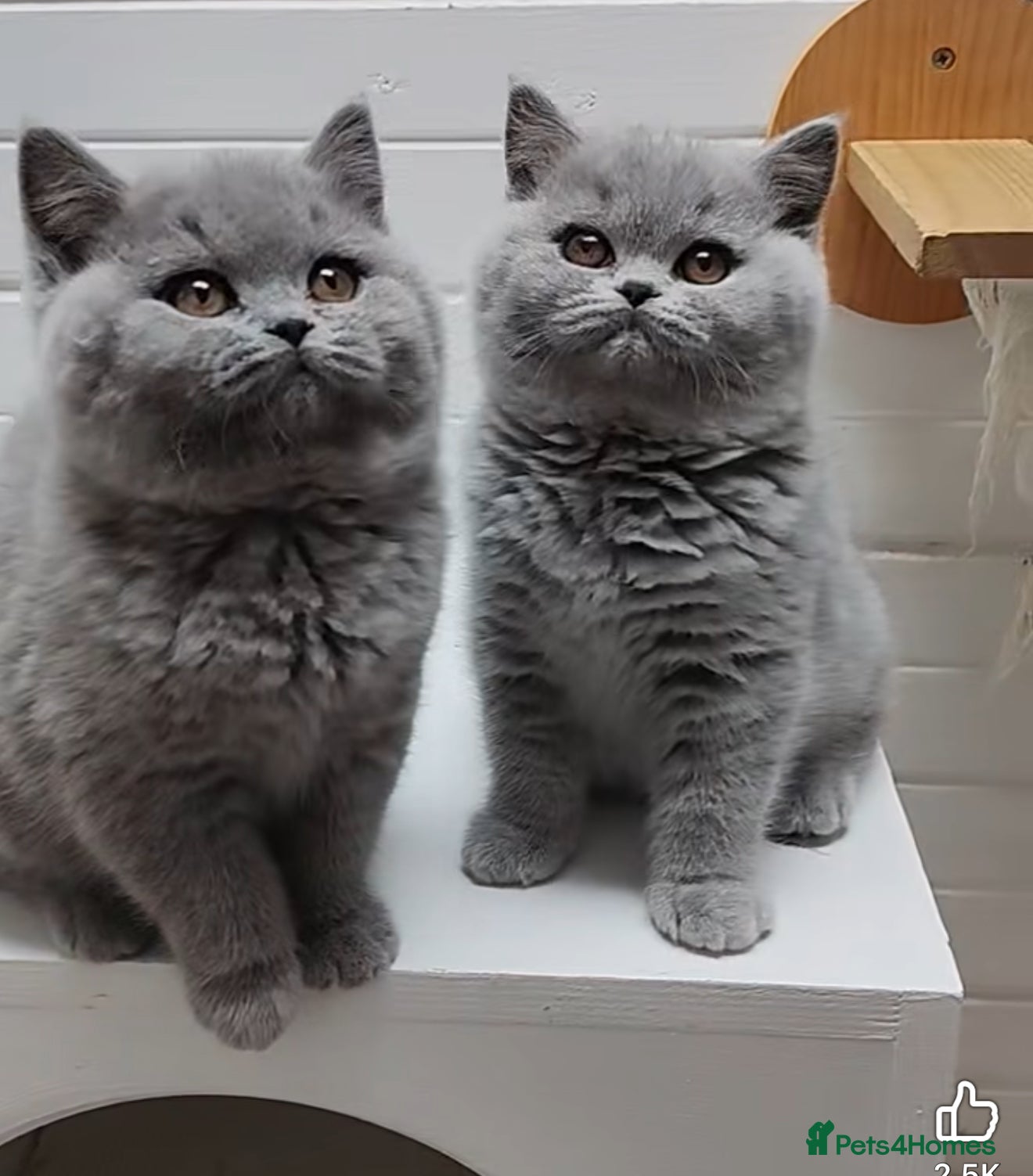 British Shorthair cats British Shorthair Kittens 1girl left only - Advert 5