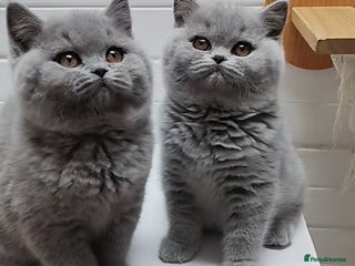 British Shorthair cats British Shorthair Kittens 1girl left only - Advert 2