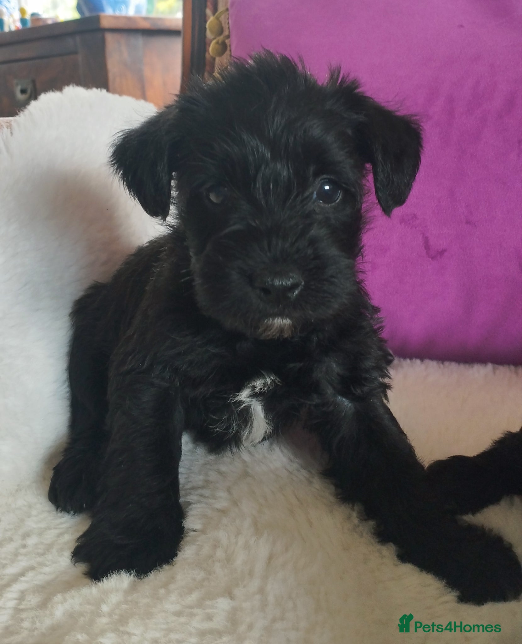 Miniature Schnauzer dogs for sale: Stunning Mini Schnauzers - Advert 10
