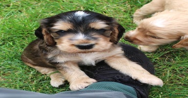 Cocker Spaniel dogs - Advert 4