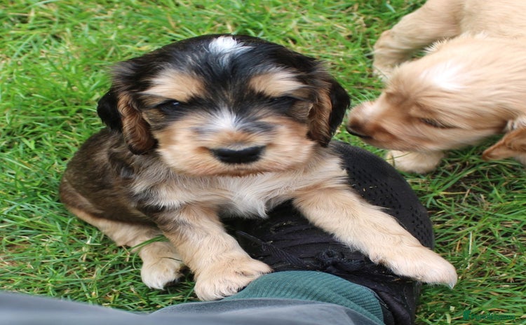 Cocker Spaniel dogs - Advert 10