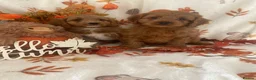 Cavapoo dogs for sale: F1 Cavapoo  - Advert 6