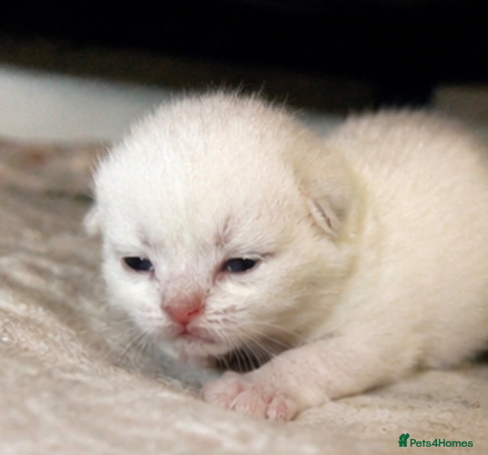 Mixed Breed cats British short hair kittens  - Advert 2